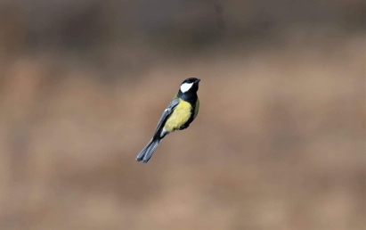 Great Tit