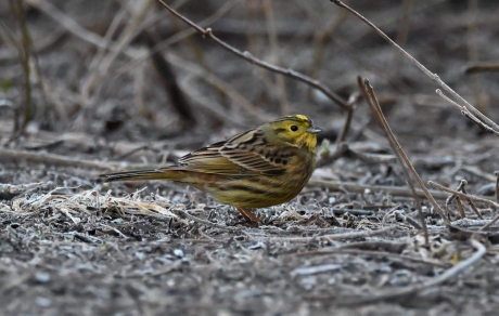 Yellowhammer