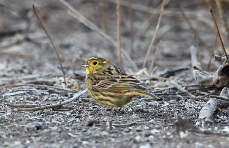 Yellowhammer