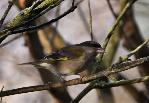 European Greenfinch