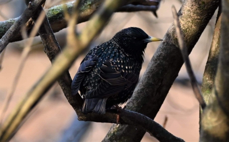 European Starling