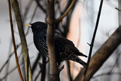 European Starling