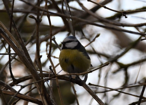 Eurasian Blue Tit