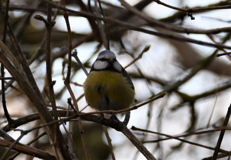 Mésange bleue