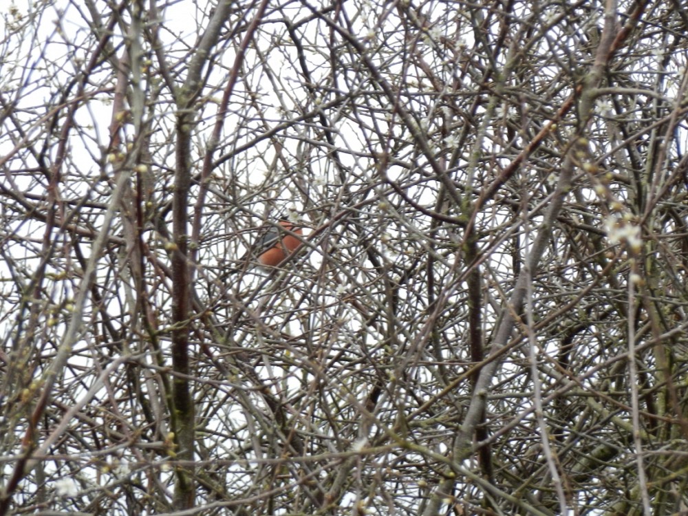 Eurasian Bullfinch