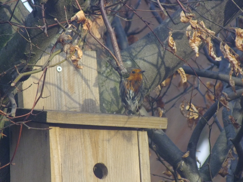 European Robin