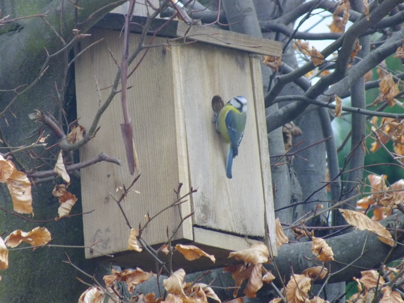 Eurasian Blue Tit