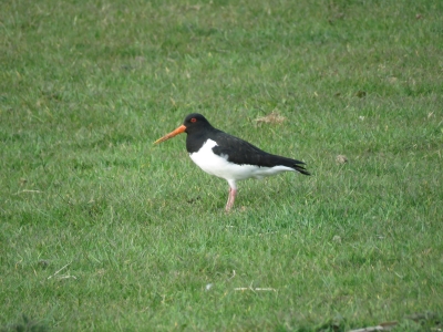 Pied Oystercatcher