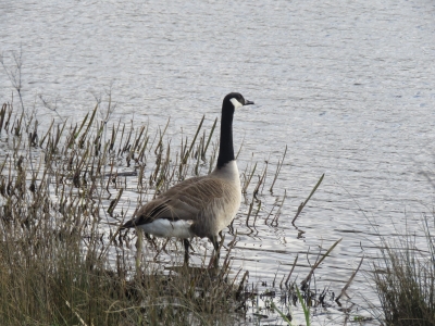 Canada Goose