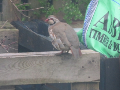 Red-legged Partridge