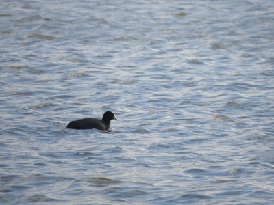 Eurasian Coot