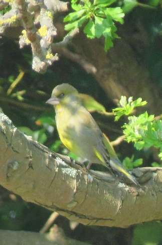 European Greenfinch