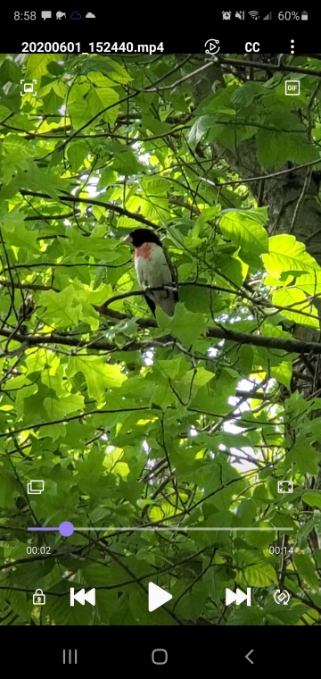 Cardinal à poitrine rose