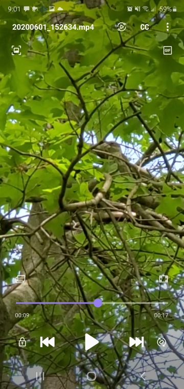 Rose-breasted Grosbeak