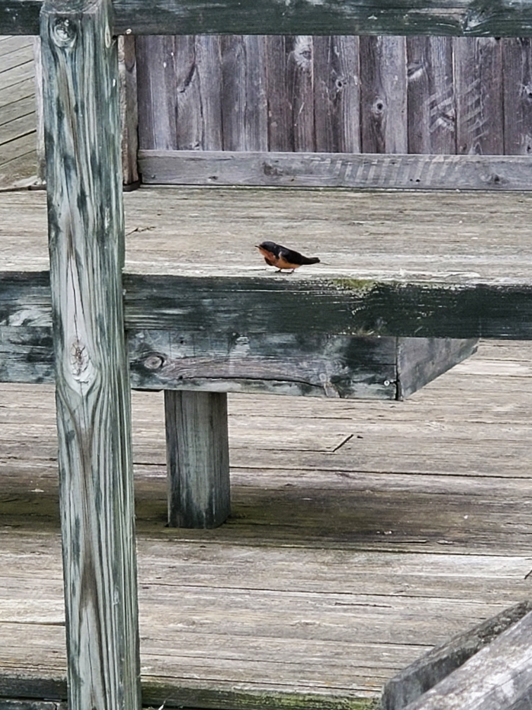 Barn Swallow