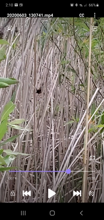 Cucarachero Pantanero