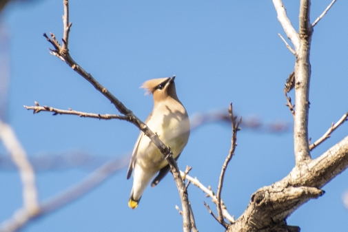 Bear Creek Nature Park, 1300 Bear Creek Rd, Lancaster, TX 75146 (США)