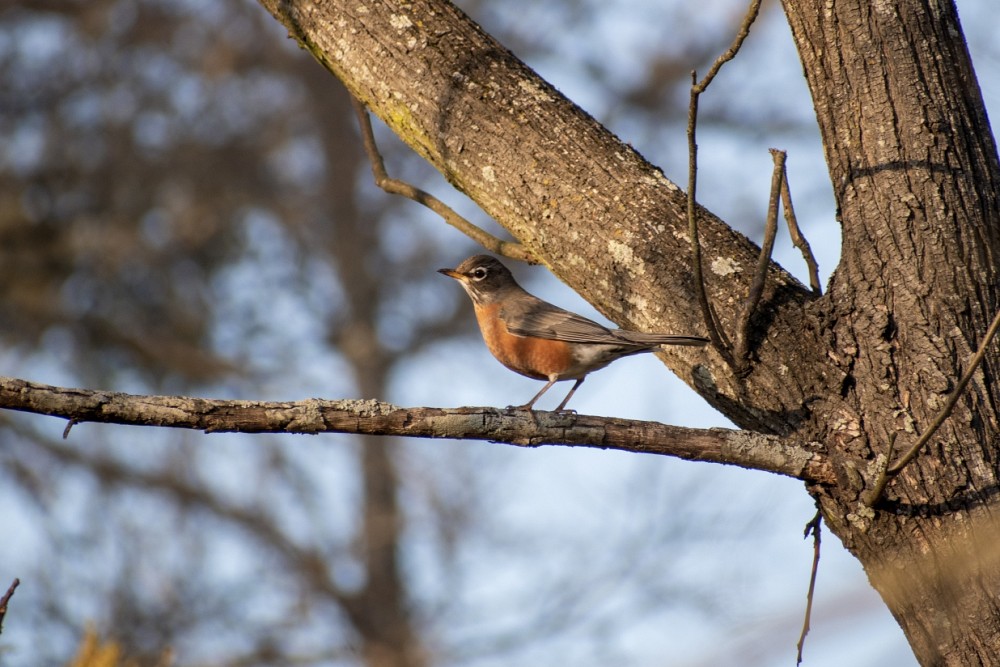 Bear Creek Nature Park, 1300 Bear Creek Rd, Lancaster, TX 75146 (Stati Uniti d