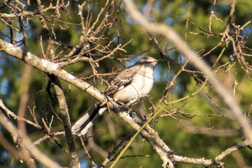 Bear Creek Nature Park, 1300 Bear Creek Rd, Lancaster, TX 75146 (Vereinigte Staaten von Amerika)