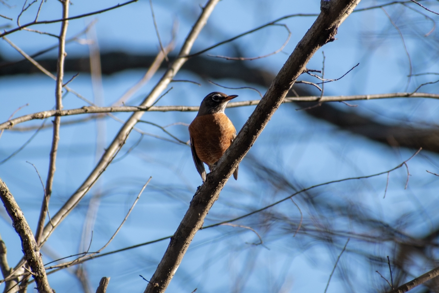 Mockingbird Nature Park, Mockingbird Lane, 1361 Onward Rd, Midlothian, TX 76065 (Vereinigte Staaten von Amerika)