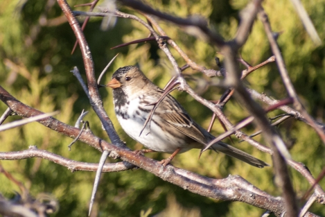 Mockingbird Nature Park, Mockingbird Lane, 1361 Onward Rd, Midlothian, TX 76065 (États-Unis)