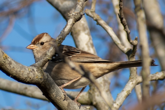 Mockingbird Nature Park, Mockingbird Lane, 1361 Onward Rd, Midlothian, TX 76065 (Vereinigte Staaten von Amerika)