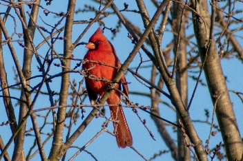 Mockingbird Nature Park, Mockingbird Lane, 1361 Onward Rd, Midlothian, TX 76065 (Stati Uniti d