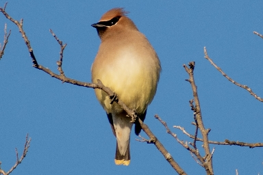 Mockingbird Nature Park, Mockingbird Lane, 1361 Onward Rd, Midlothian, TX 76065 (United States)