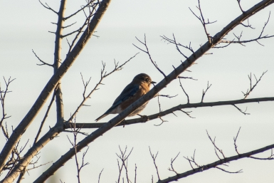 Mockingbird Nature Park, Mockingbird Lane, 1361 Onward Rd, Midlothian, TX 76065 (United States)