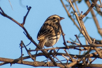 Mockingbird Nature Park, Mockingbird Lane, 1361 Onward Rd, Midlothian, TX 76065 (USA)