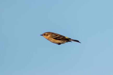 Mockingbird Nature Park, Mockingbird Lane, 1361 Onward Rd, Midlothian, TX 76065 (Estados Unidos)