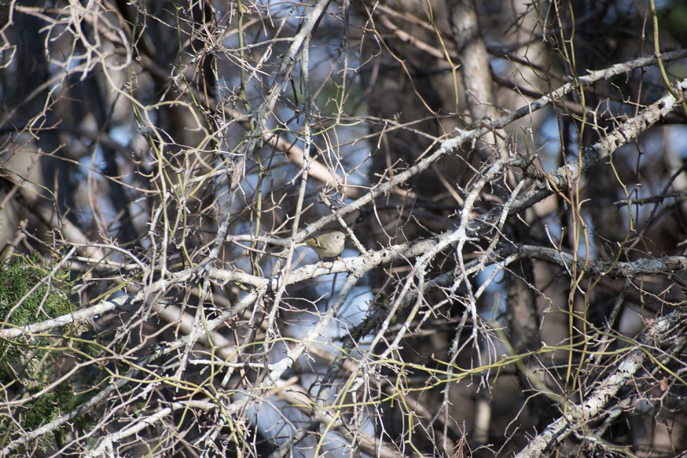 Bear Creek Nature Park, 1300 Bear Creek Rd, Lancaster, TX 75146 (USA)