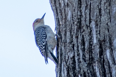 Bear Creek Nature Park, 1300 Bear Creek Rd, Lancaster, TX 75146 (USA)