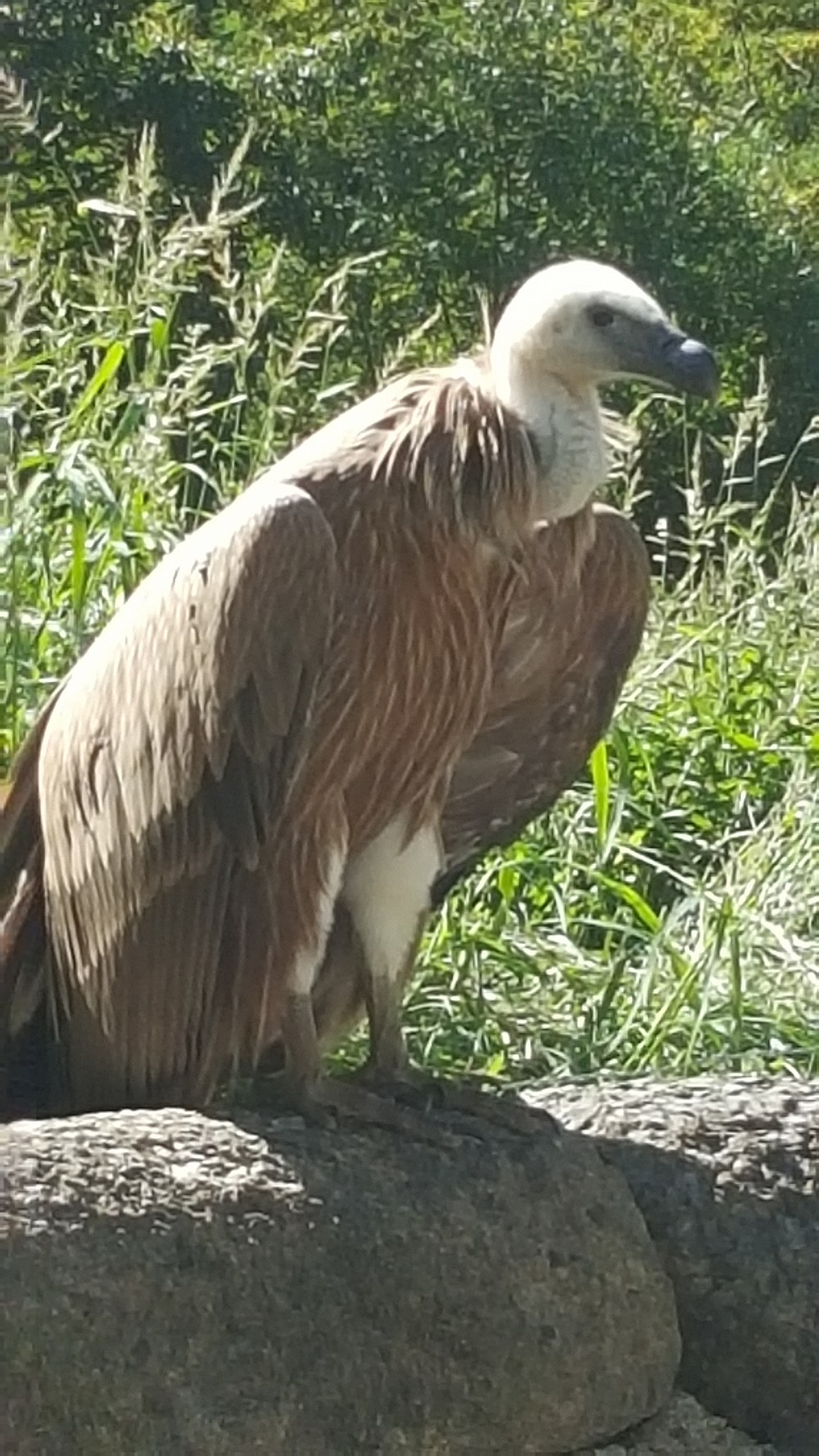 Eurasian Griffon