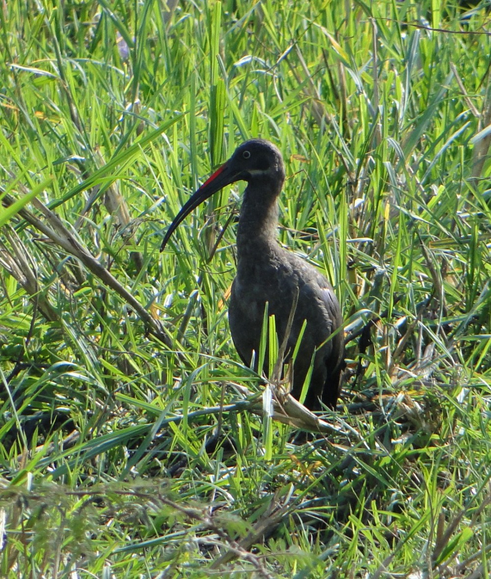 Hadada Ibis