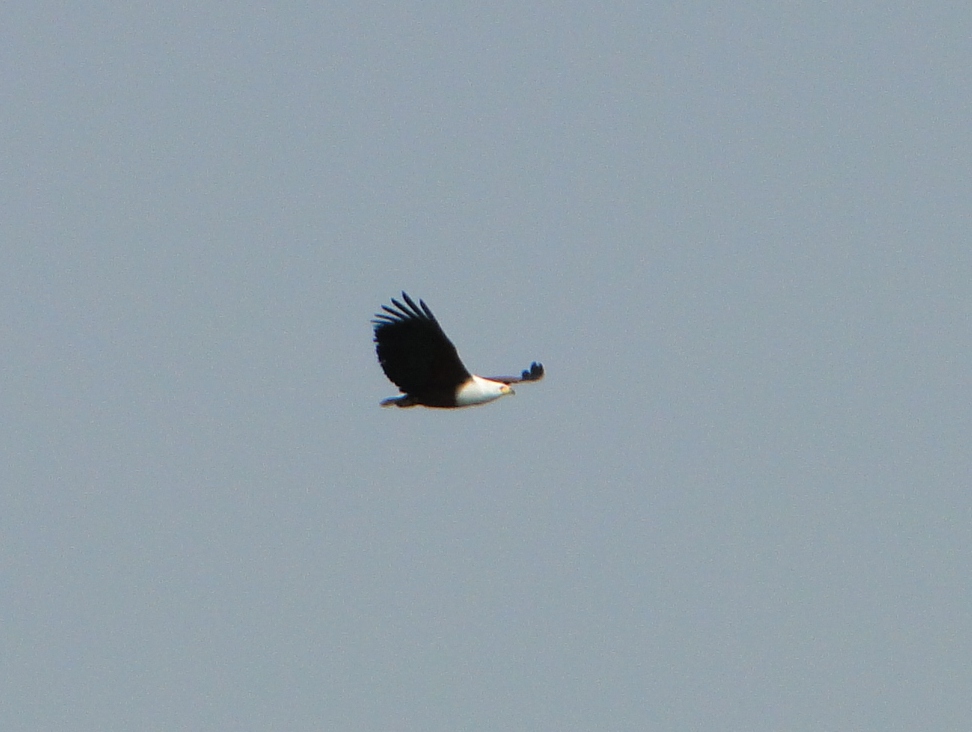 African Fish-Eagle