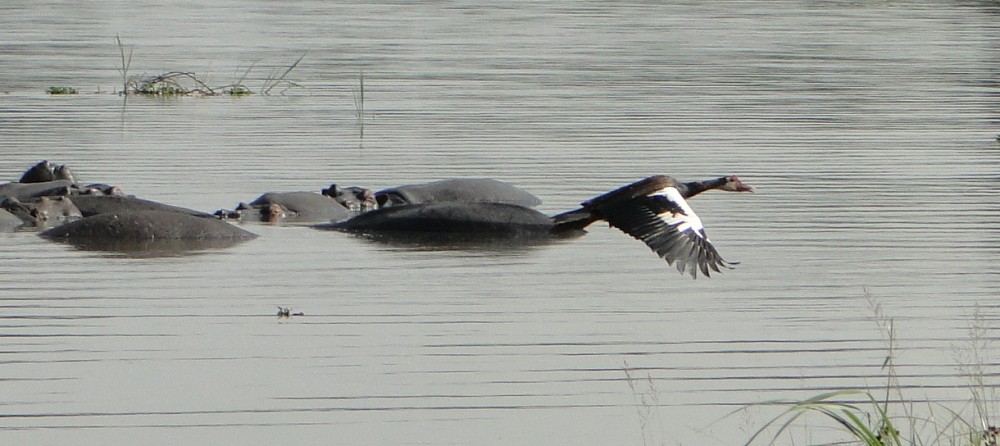 Spur-winged Goose