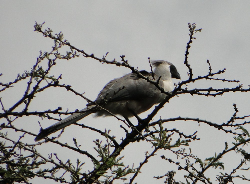 Bare-faced Go-away-bird