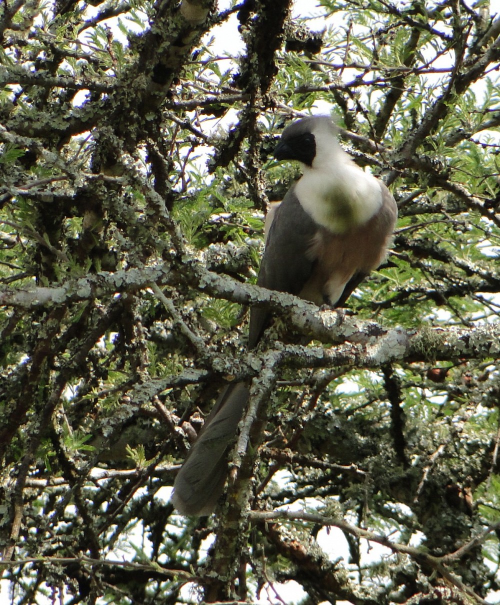 Turaco-mascarado