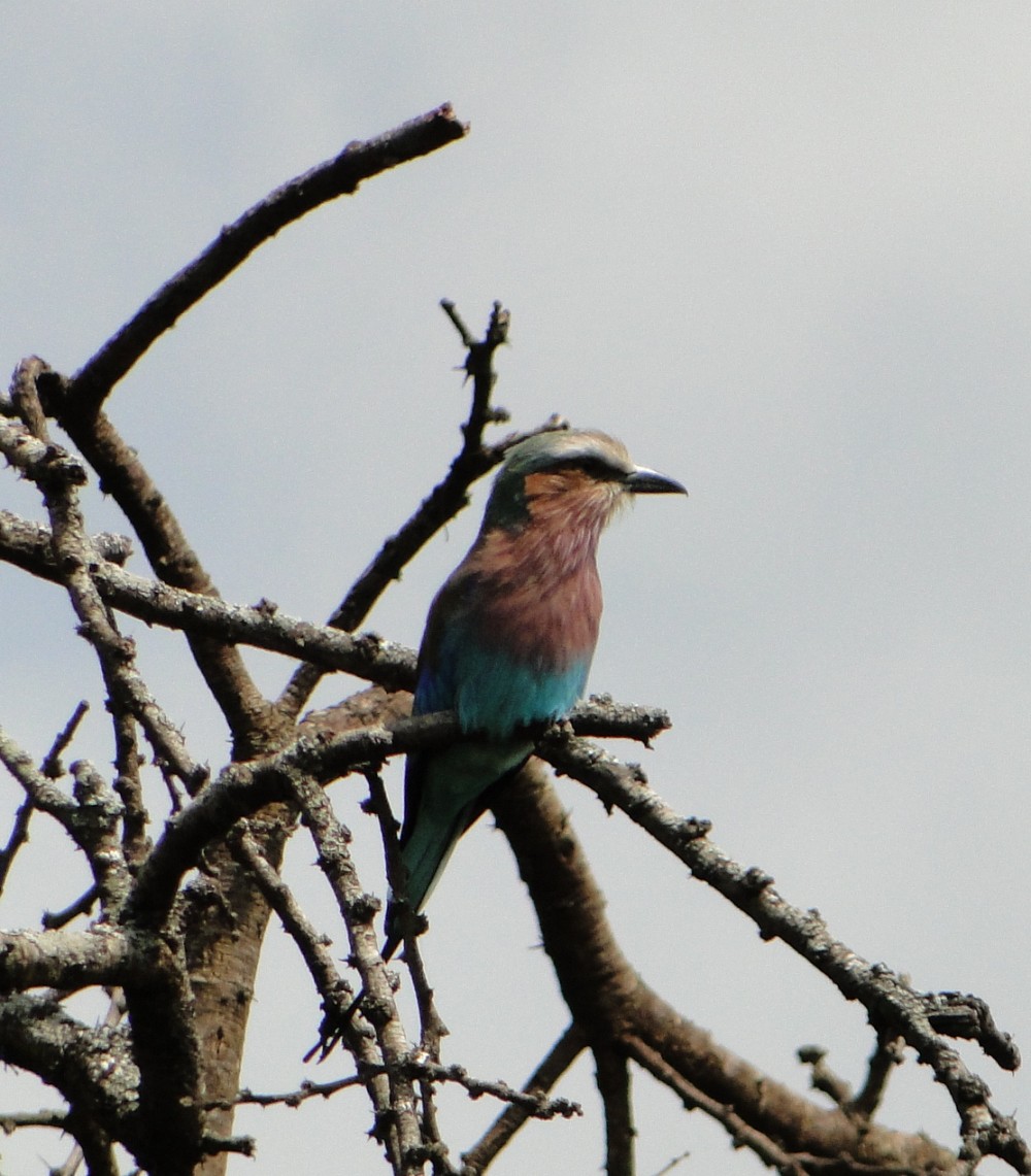 Lilac-breasted Roller