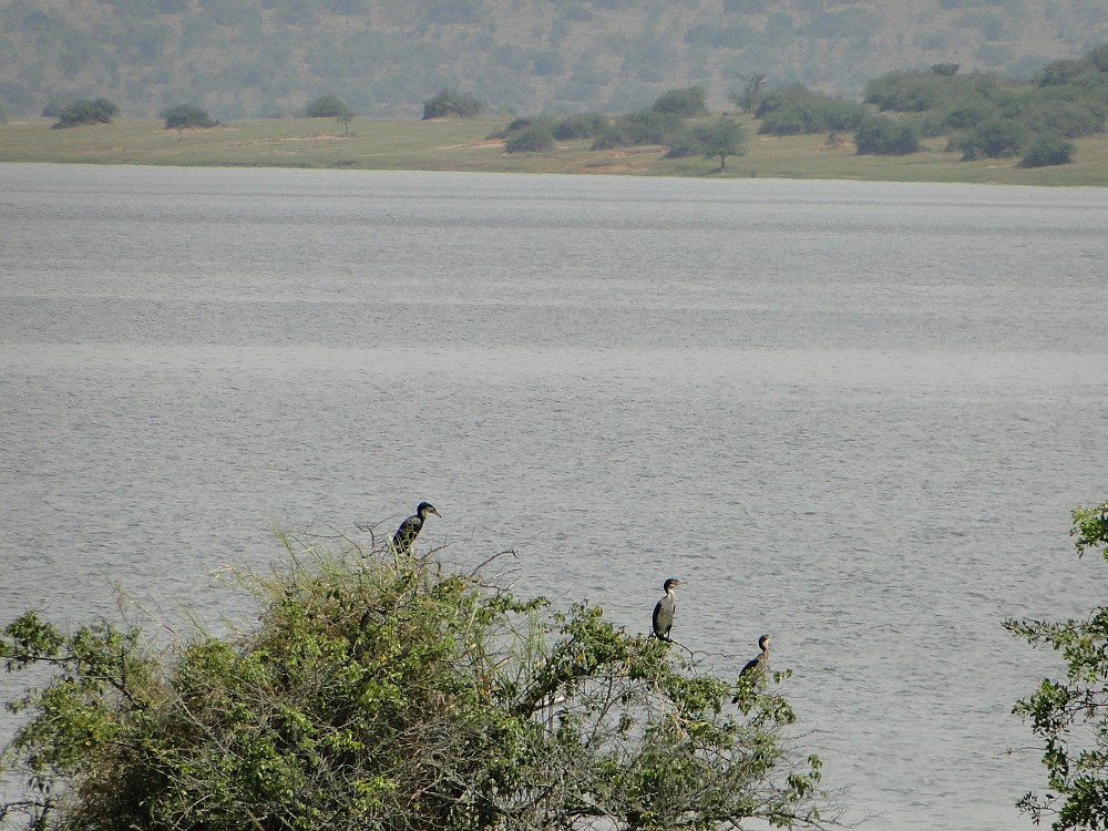 Akagera (Rwanda)