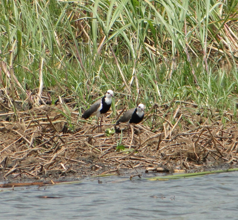 Long-toed Lapwing