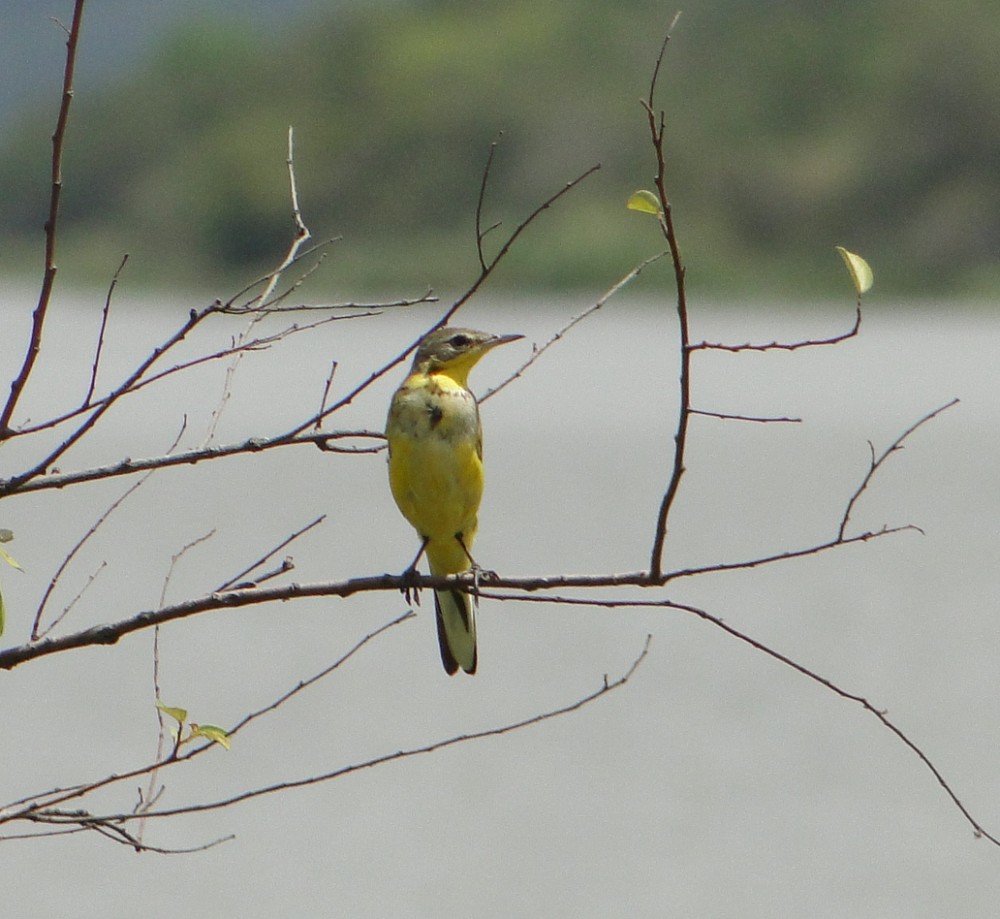 Western Yellow Wagtail