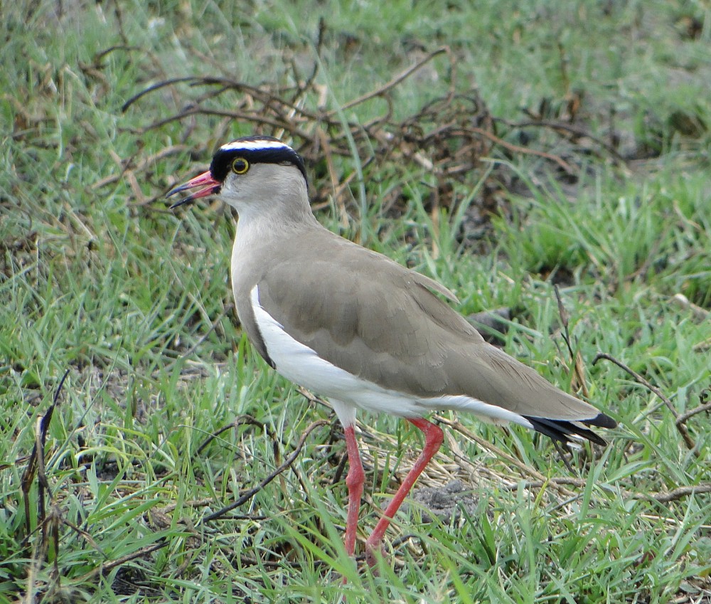 Crowned Lapwing