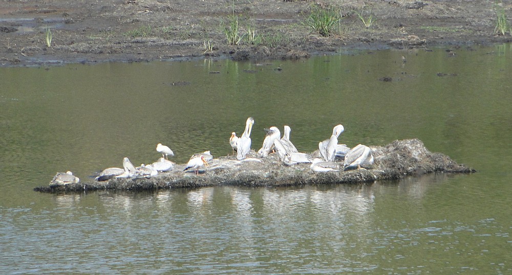 Yellow-billed Stork