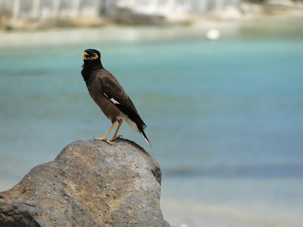 Common Myna