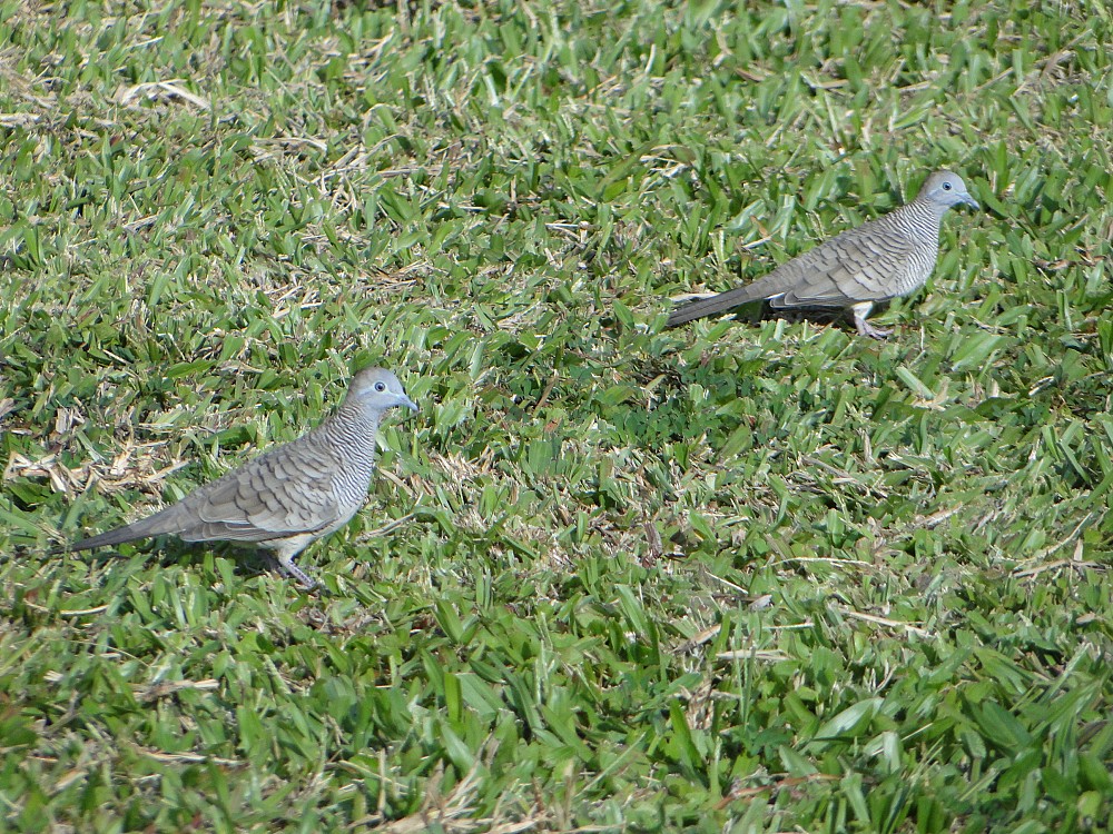 Zebra Dove