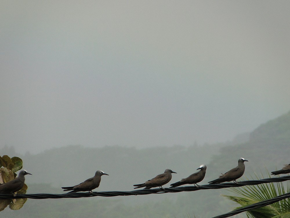 Brown Noddy