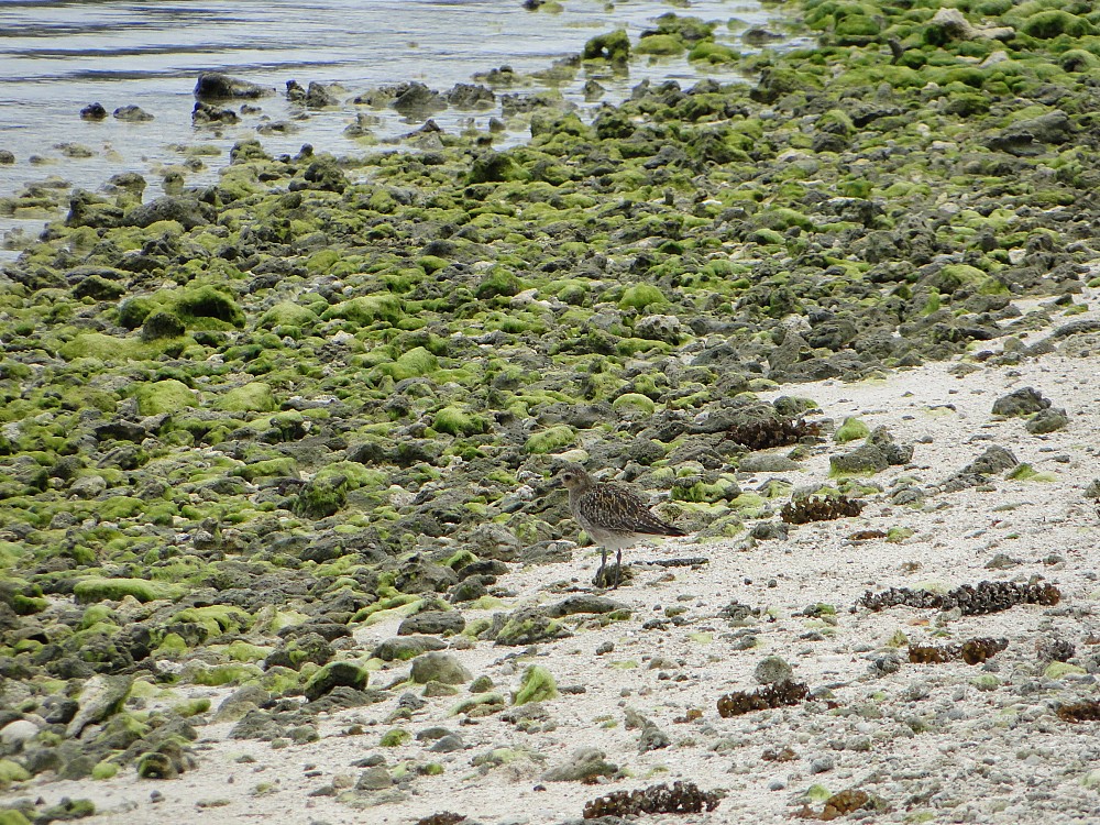 Pacific Golden-Plover