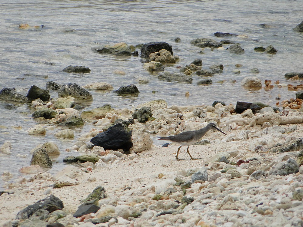 Wandering Tattler